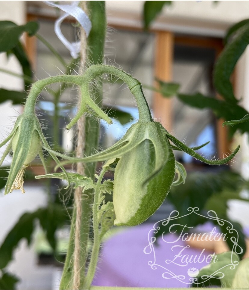 Tomate panaschiert variegata 10 fresh seeds EXTREME RARE 2019 