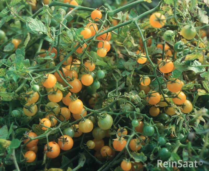 Bio-Saatgut Tomate Gelbe Johannisbeere