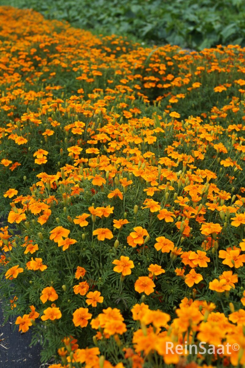 Bio-Saatgut Gewürztagetes