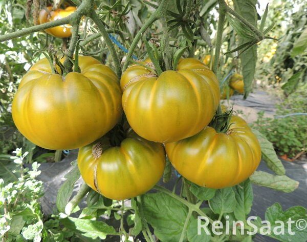 RSCV139-charlie-green-tomaten-bio-saatgut-samen-kaufen-demeter-reinsaat