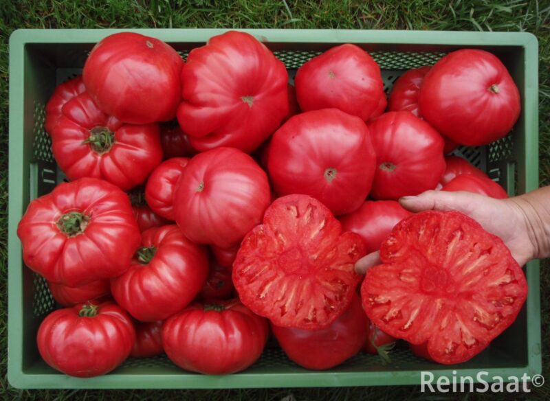 Bio-Saatgut Tomate Rosa