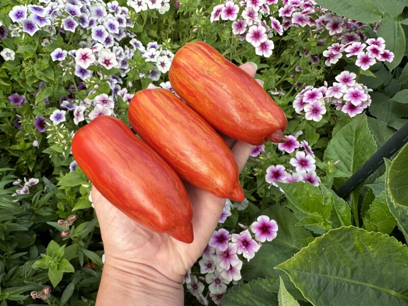 Bio-Saatgut Tomate Roma Strièe – Bild 3