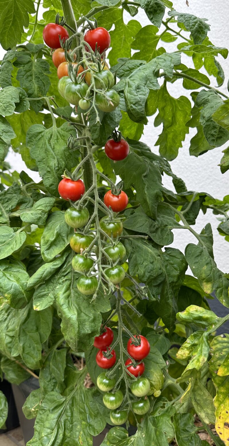 Bio-Saatgut Tomate Zuckertraube RS – Bild 5