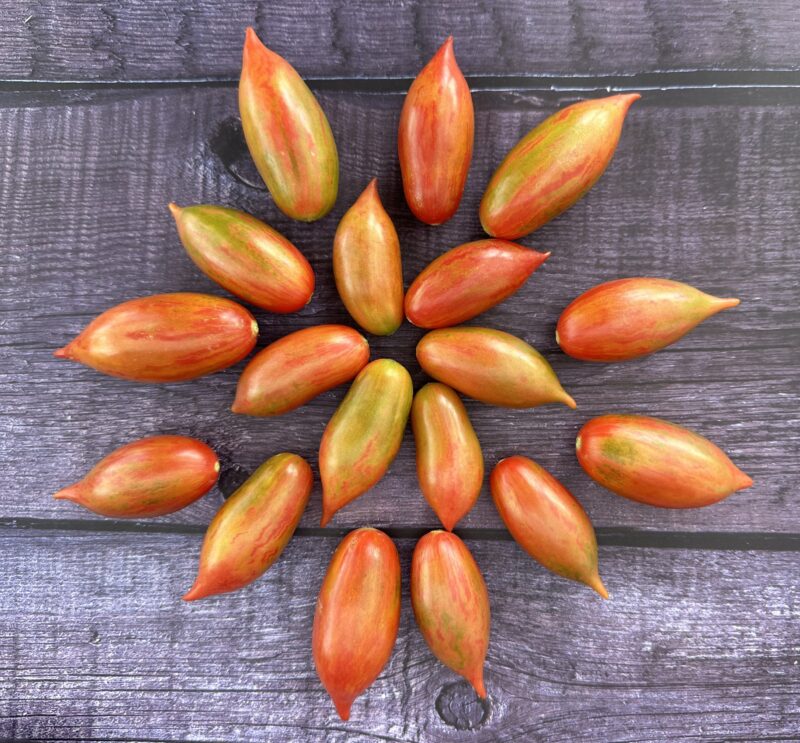 Bio-Saatgut Tomate Pink Tiger