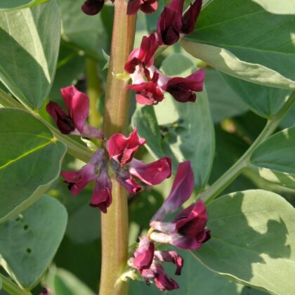 Bio-Saatgut Puffbohne Crimsonia (Karmesin)