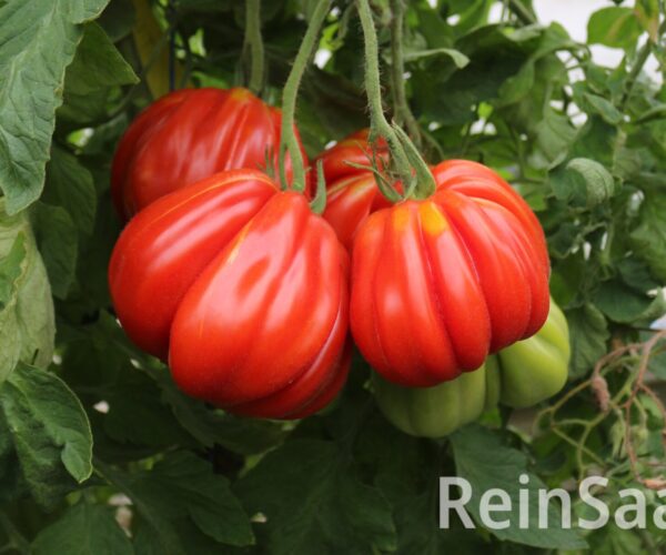 RSTo034-tomate-malea-samen-saatgut-bio-kaufen