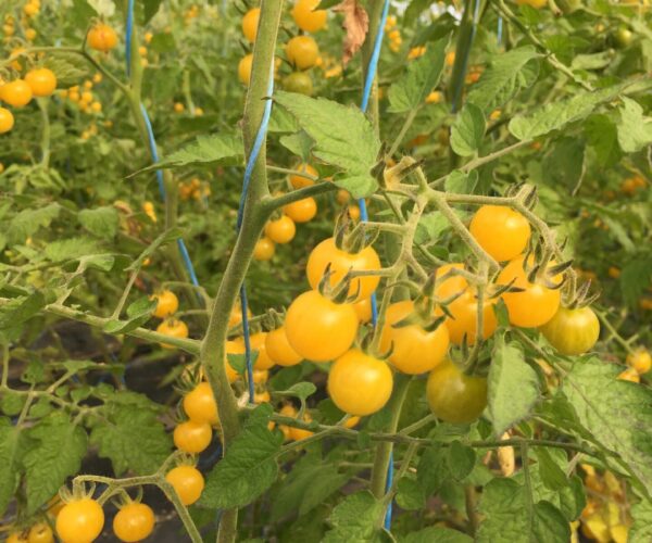 To057-tomate-Bianca-bio-samen-saatgut-kaufen