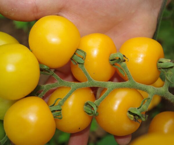 culinaris-bio-saatgut-samen-kaufen-tomate-clou-06