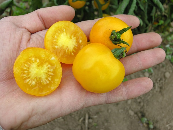 culinaris-bio-saatgut-samen-kaufen-tomate-dorada-04