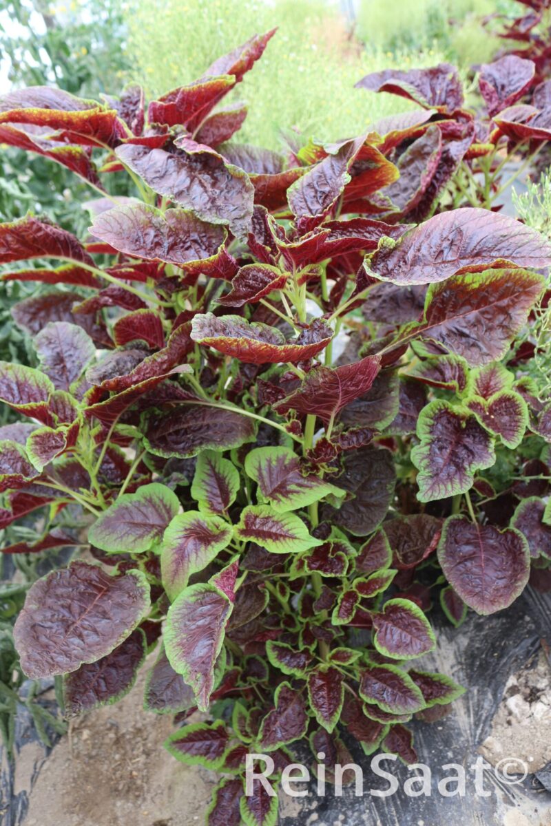 Bio-Saatgut Chinese multicolor Spinach