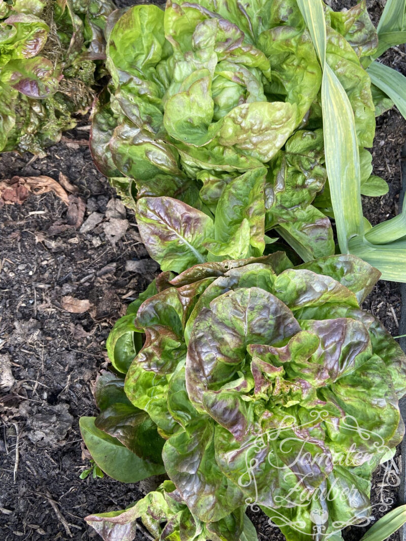 Bio-Saatgut Winterkopfsalat Baquieu – Bild 3