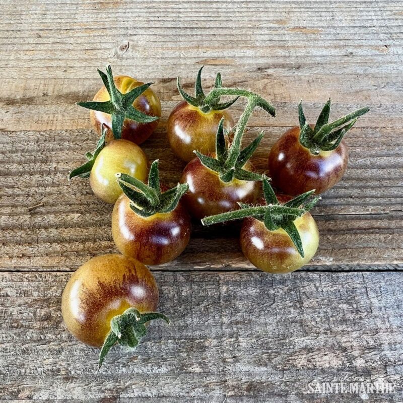 Bio-Saatgut Tomate Blue Cream Berries