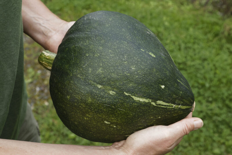 Bio-Saatgut Kürbis Green Jugin – Bild 2