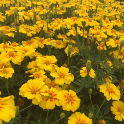 Bio-Saatgut Blume Tagetes Lumo