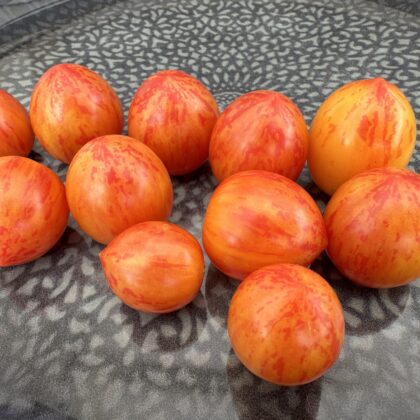 Bio-Saatgut Tomate Golden Bumble Bee