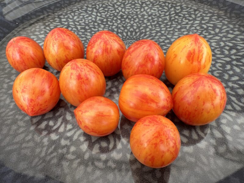 Bio-Saatgut Tomate Golden Bumble Bee