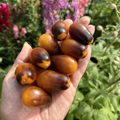 Bio-Saatgut Tomate Indigo Pear Drops