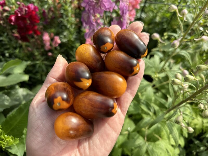 Bio-Saatgut Tomate Indigo Pear Drops