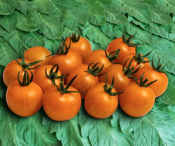 BIG689-tomate-goldiana-samen-saatgut-bio-kaufen