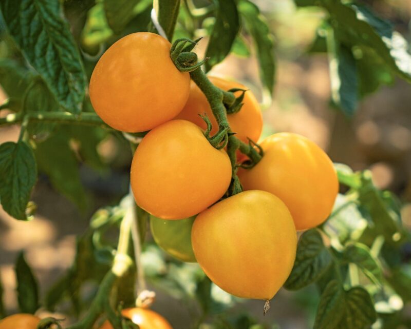 Bio-Saatgut Tomate Duttingold