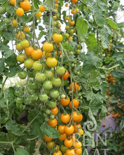 RSTo43-Tomate-goldkrone-samen-saatgut-bio-kaufen