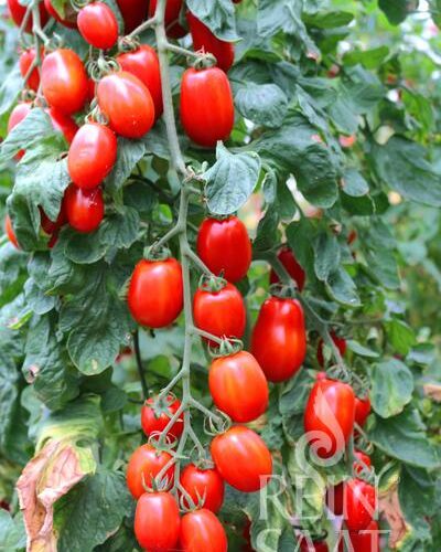 trso051_kalami-tomate-samen-saatgut-bio-kaufen
