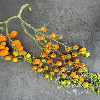 Bio-Saatgut Tomate Ormato (BOL-T-4701)