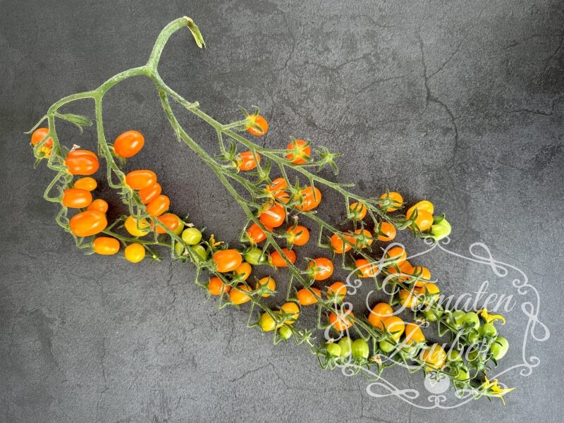 Bio-Saatgut Tomate Ormato (BOL-T-4701)
