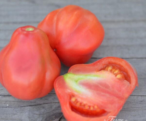 LF1786A tomate-tlacolula-pink-ab