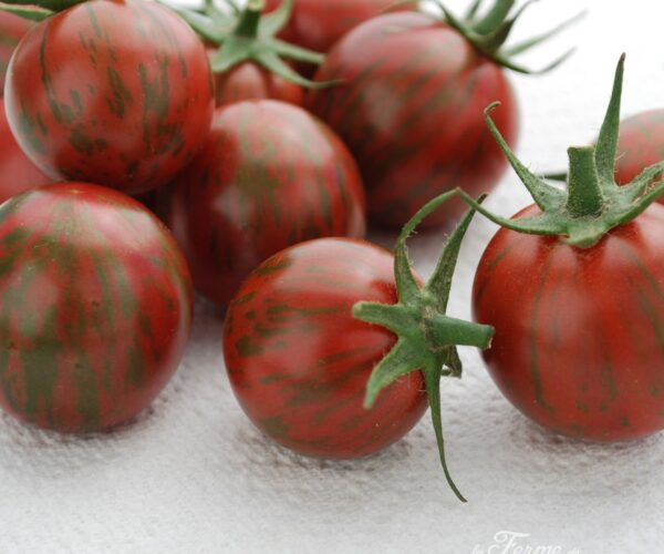 LF2416A tomate-artisan-purple-bumble-bee-ab
