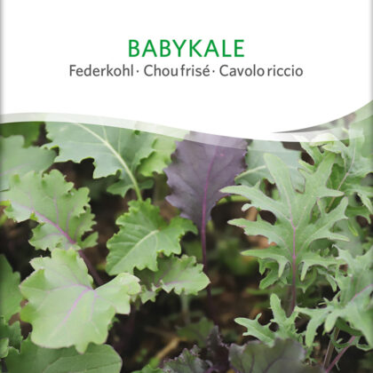Bio-Saatgut Federkohl Babykale