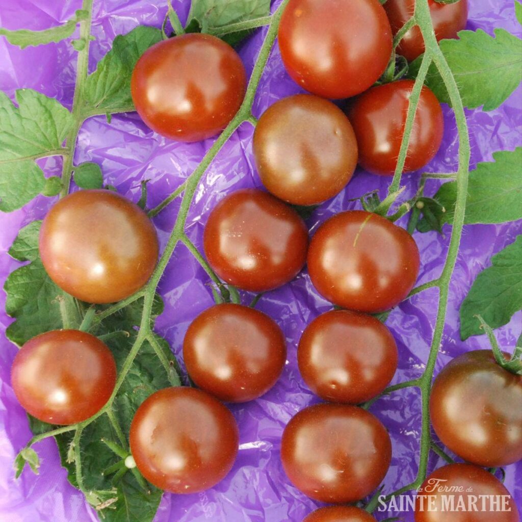 BioSaatgut Tomate Chinese Black Pearl