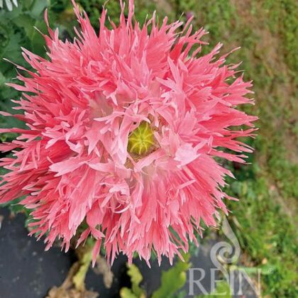 Bio-Saatgut Mohn, fransig