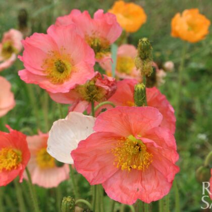 Bio-Saatgut Islandmohn