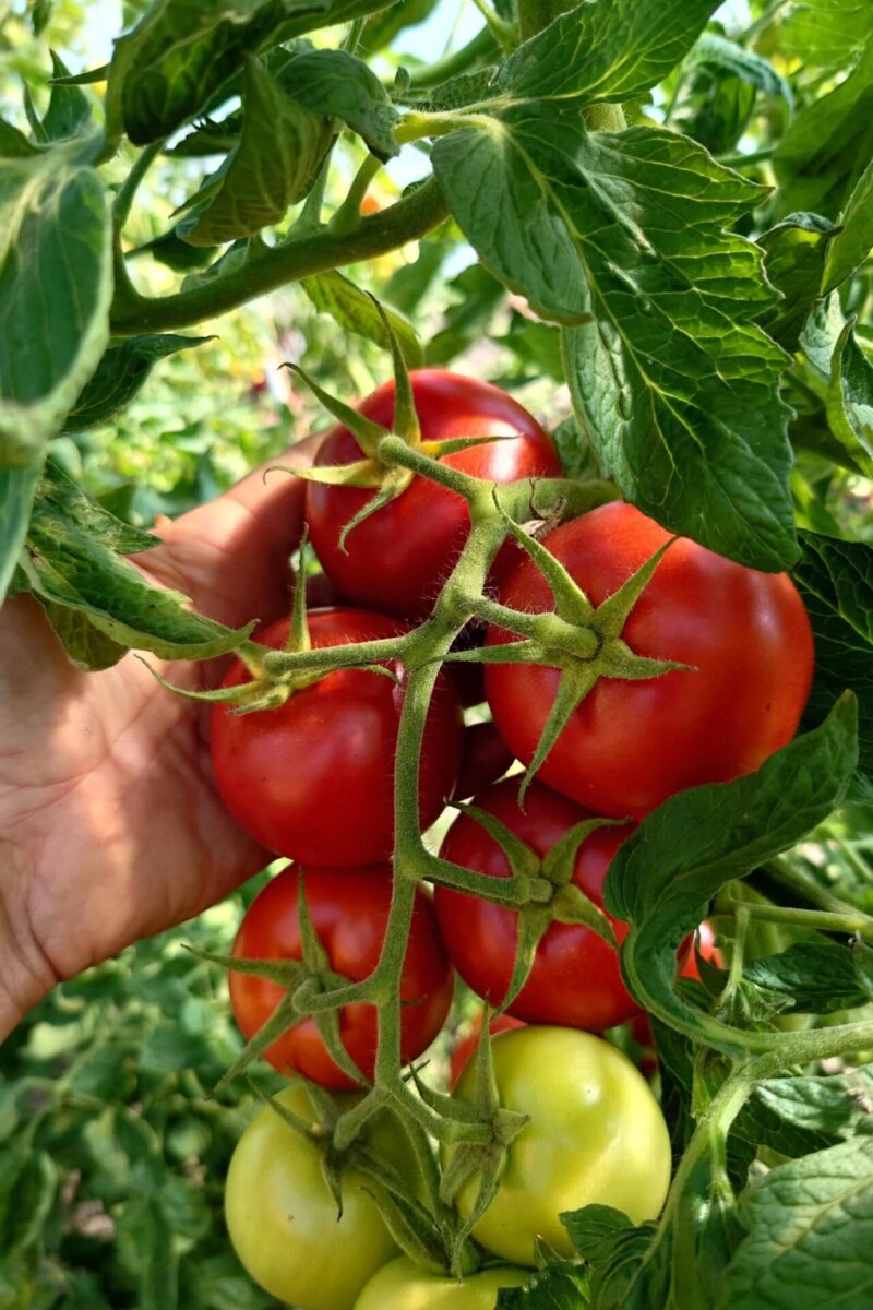Bio-Saatgut Tomate Retillo (820-x) – Bild 2