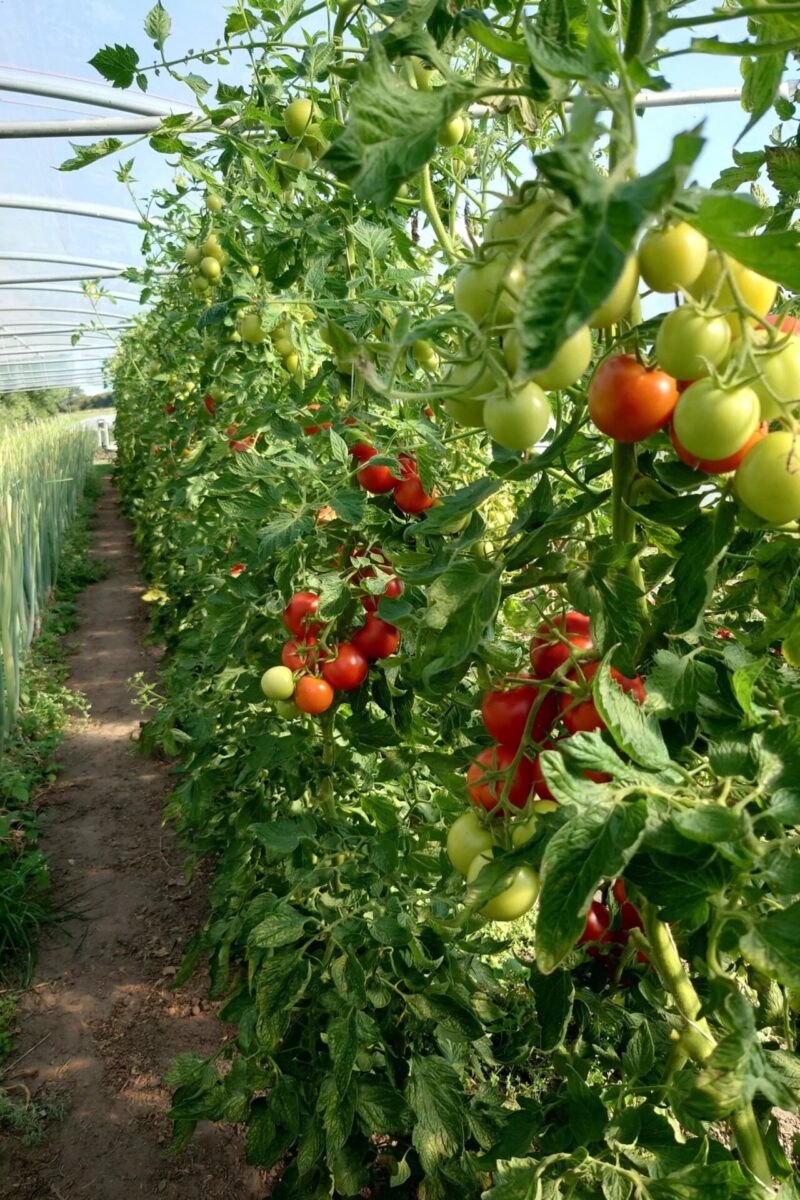 Bio-Saatgut Tomate Retillo (820-x) – Bild 3