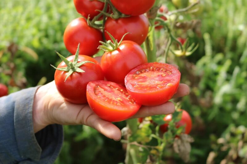 Bio-Saatgut Tomate Retillo (820-x)