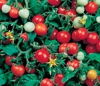 KOP6028-tomate-red-robin-bio-saatgut-kaufen