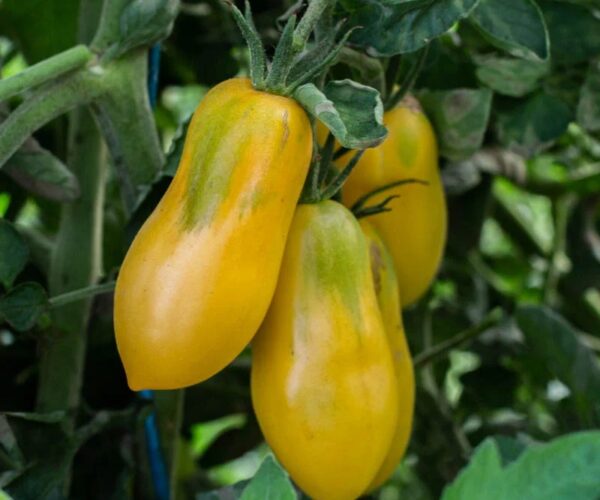 P6407-tomate-yellow-bell-bio-saatgut-tomate-kaufen-01