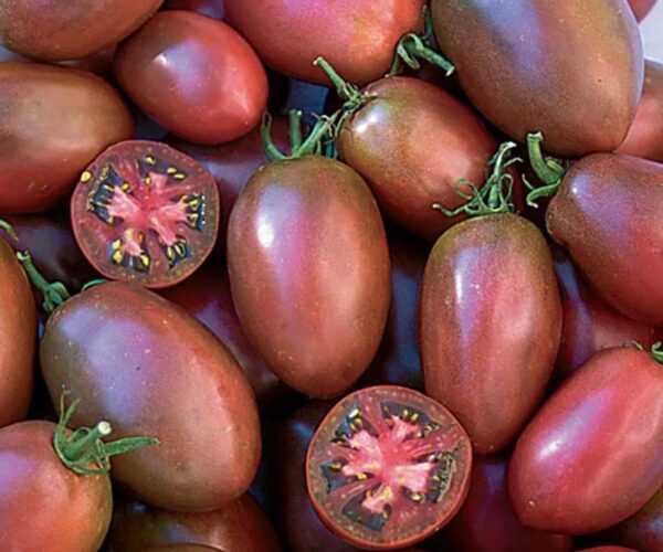 P7136-purple-russian-tomate-bio-saatgut-kaufen