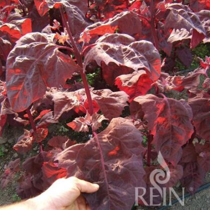 Bio-Saatgut Gartenmelde rubinrot