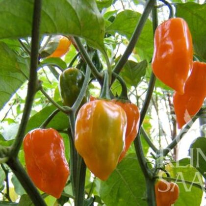 Bio-Saatgut Habanero Orange