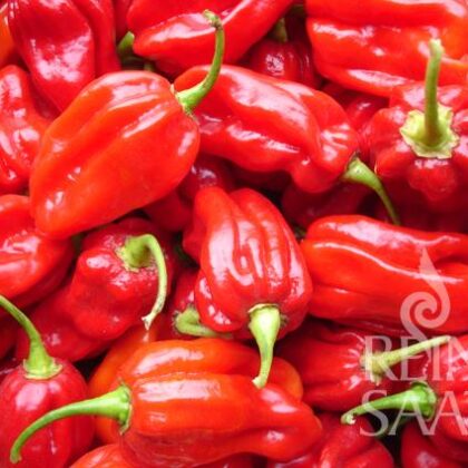 Bio-Saatgut Habanero Tropical Red