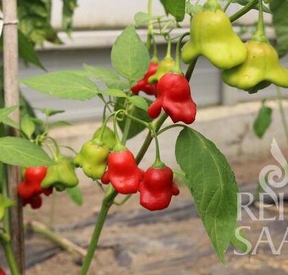 Bio-Saatgut Paprika Glockenpaprika
