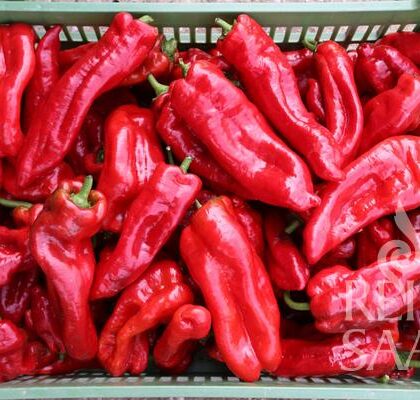 Bio-Saatgut Paprika Dulce Italiano