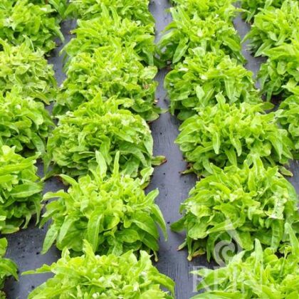 Bio-Saatgut Salat Till