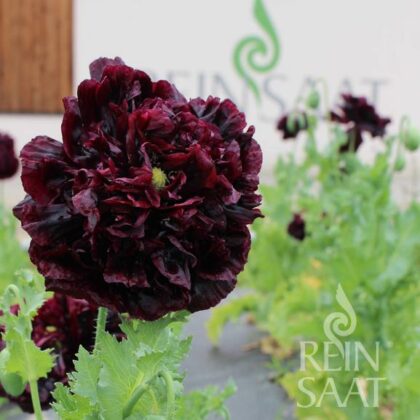 Bio-Saatgut Ziermohn Black Peony