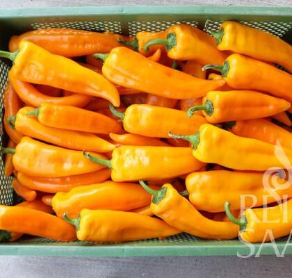 Bio-Saatgut Paprika Kasaya