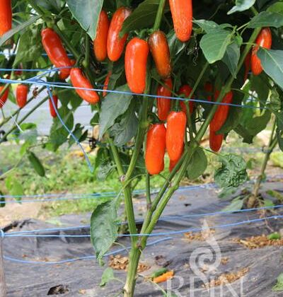 Bio-Saatgut Paprika/Chili Jalapeño Leon