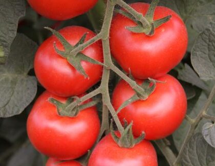 Bio-Saatgut Tomate Bolstar Granda